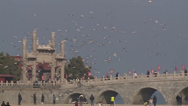 烟台市蓬莱区:千鸥翔集 描绘仙境别样风景