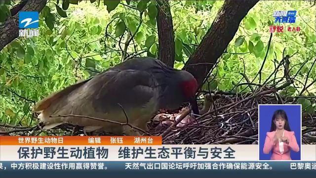 世界野生动物日 保护野生动植物 维护生态平衡与安全