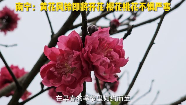 南宁天气转折在即:黄花风铃即将开花 樱花桃花不惧严寒