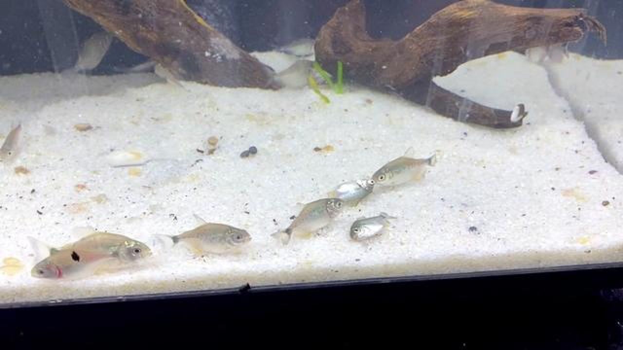 结果损失一半,抓紧抢救#食人鱼 #亚马逊猛鱼 #红腹水虎鱼