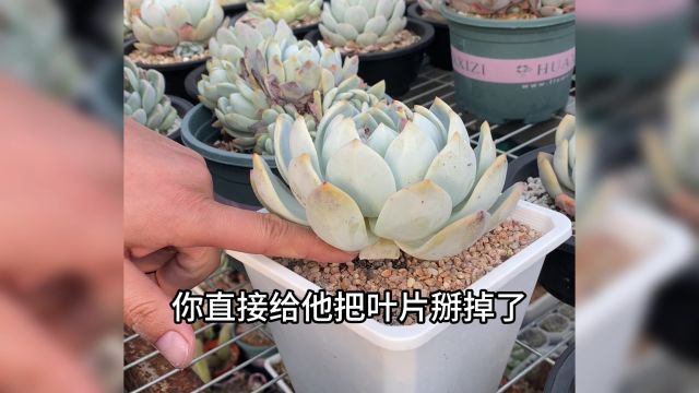 莲花座形状的多肉植物怎样爆多头变手捧?有几种情况!