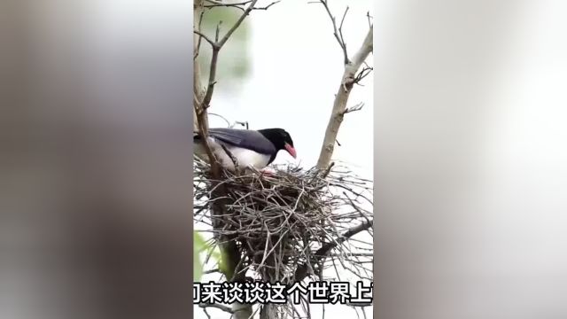 喜鹊窝那么简陋,为何不怕雨雪?巢穴内部有什么不一样吗?1喜鹊窝