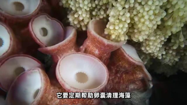 巨型章鱼海洋生物