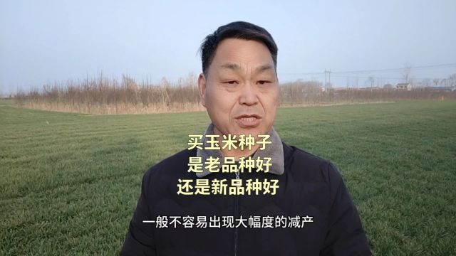 买玉米种子,是老品种好,还是新品种好