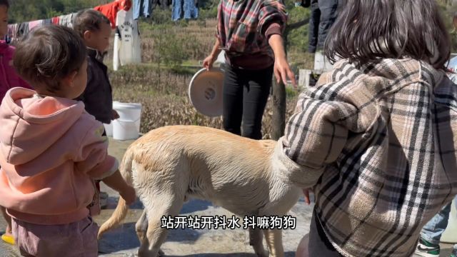 小可爱们说想吃猪蹄 给他们安排上啦 哈哈 吃得可满足了1