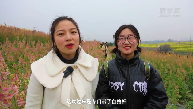 成都:彩色油菜竞芬芳 花田“打卡”享春意