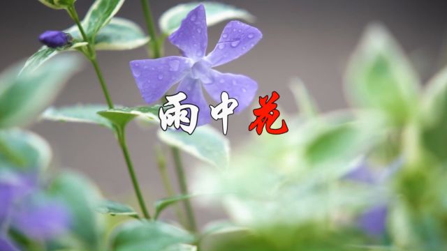 雨中花(耿长生作词、刘林平作曲、崔叶华演唱)