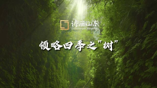 以“绿”着墨 看生态文明建设的“山东画卷”