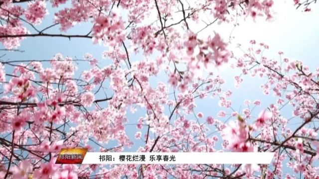 祁阳:樱花烂漫 乐享春光