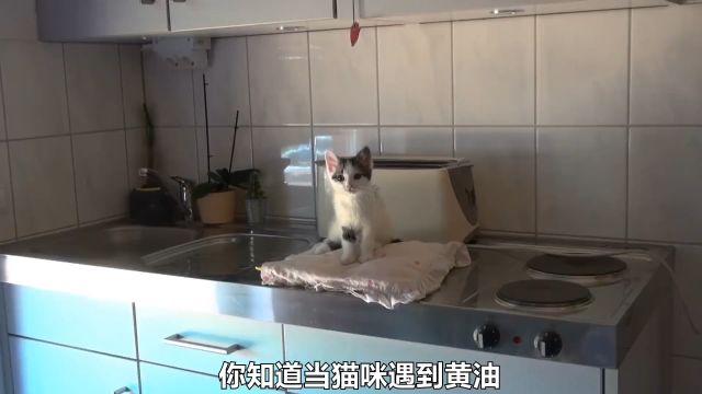 不可思议的黄油猫悖论,将黄油与猫结合在一起,能造出永动机吗? #黄油猫悖论 #实验#科普一下