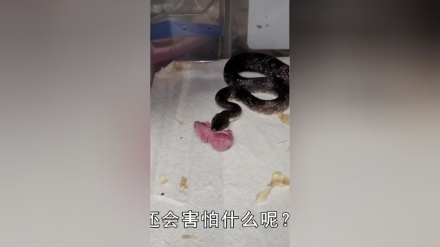 毒蛇究竟怕什么?央视证明蛇不怕雄黄,风油精驱蛇效果都比它强 3