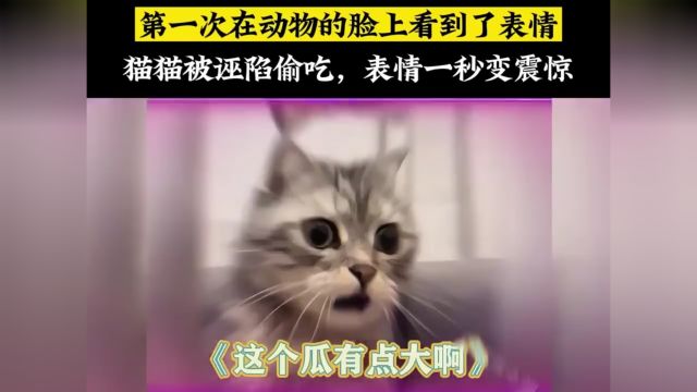 第一次在动物的脸上看到了表情,猫猫被诬陷偷吃,表情一秒变震惊