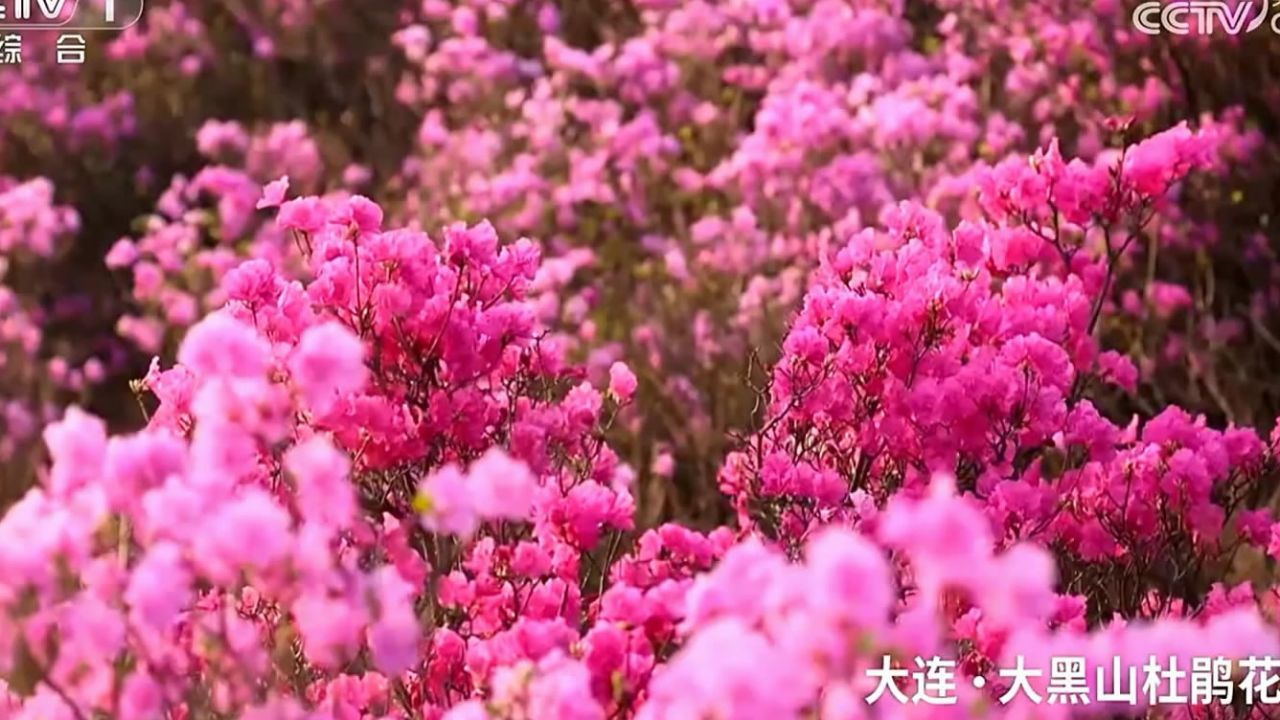 中央台各省宣传欣赏--辽宁(春季版)