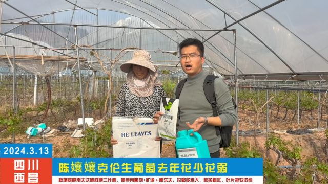 水溶肥厂家四川陈娘娘克伦生葡萄去年花少花弱,秋施基肥用夫沃施底肥三件套,萌芽用菌剂+矿源+根乐夫,花絮多且大,枝条粗壮,叶片柔软浓绿