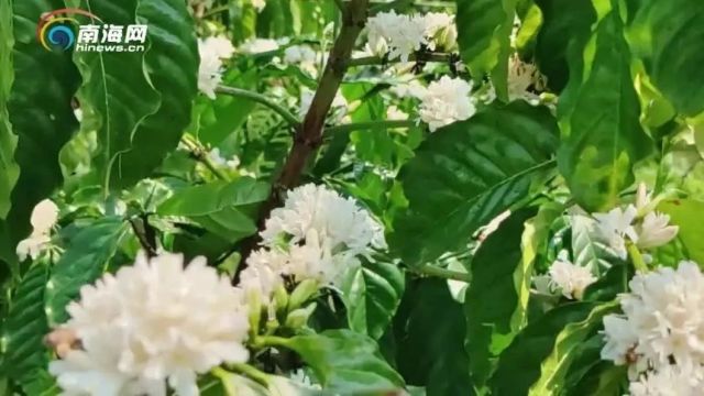 花香似茉莉,花期仅三天!万宁兴隆的咖啡花开了!