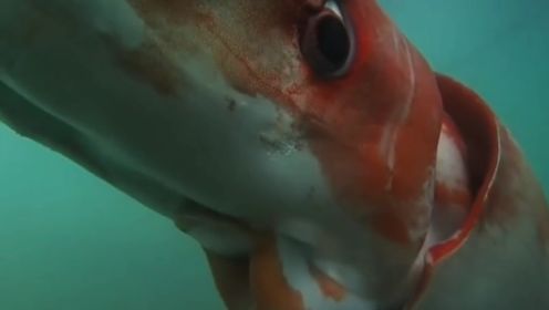 那些生活在南极的动物们：深海巨鱿——大王酸浆鱿