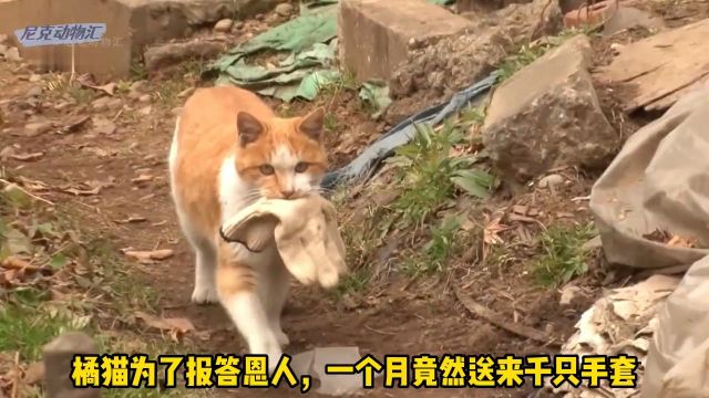 面对满院子的手套,你会猜到是橘猫来报恩送礼物吗?#万物皆有灵性 #神奇动物在抖音 #动物救助 #流浪猫 #善待动物关爱生命