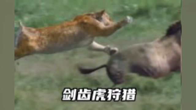 剑齿虎狩猎