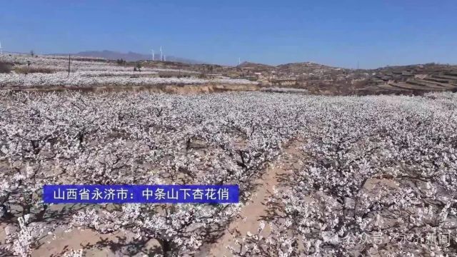 【上级媒体关注永济】山西省永济市:中条山下杏花俏