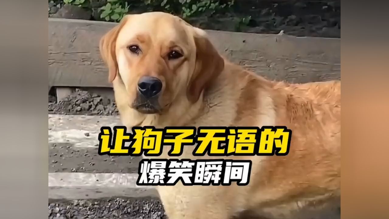 会说话的拘图片