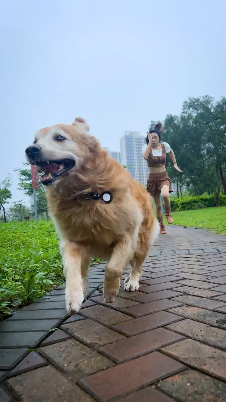 人追狗,狗追钱,太可笑了!