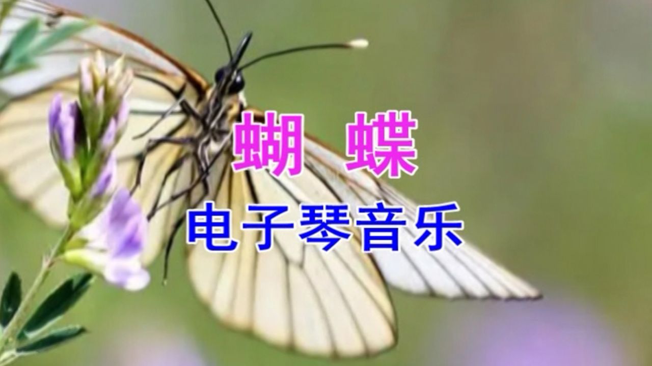 蝴蝶(电子琴音乐)