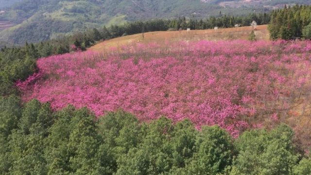 碧玉清溪 象往之地丨三月樱花开满山 粉嫩花海美如画