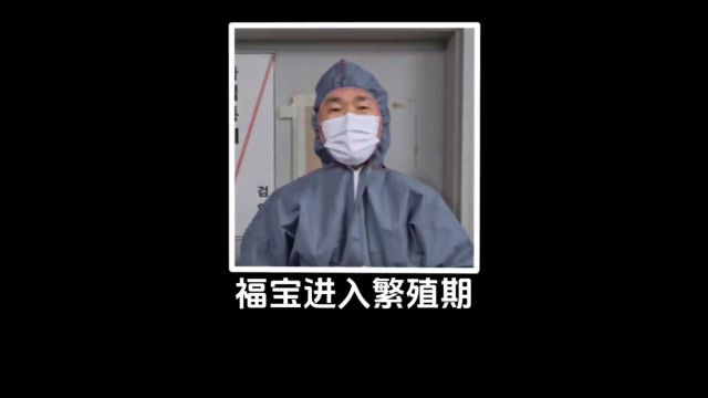 福宝正式进入繁殖期~