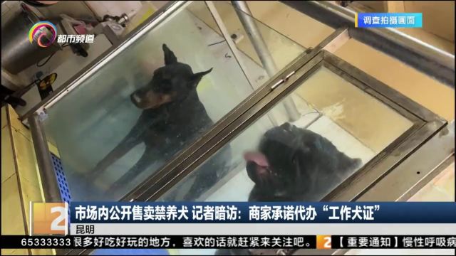 市场内公开售卖禁养犬 记者暗访:商家承诺代办“工作犬证”