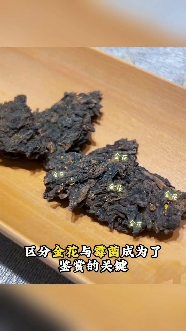 普洱茶金花与黄曲霉图片