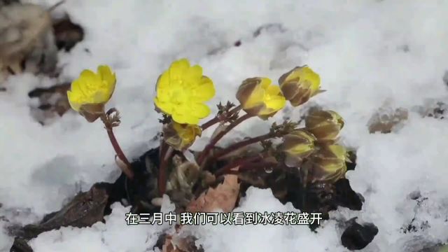 从现在开始龙湾的春天是这个样子