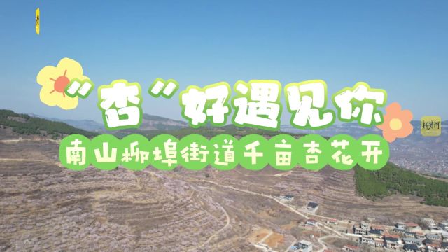 “杏”好遇见你 南山柳埠街道千亩杏花开