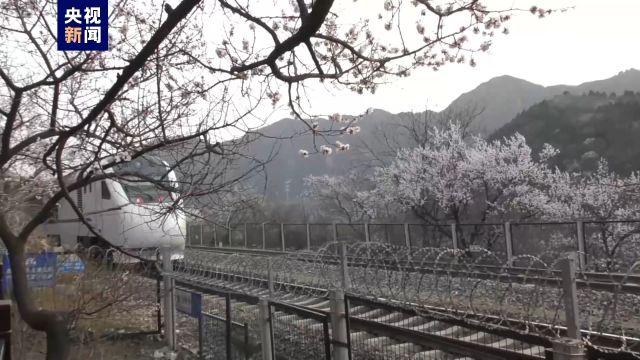 山花盛放居庸关 花海列车惹人醉