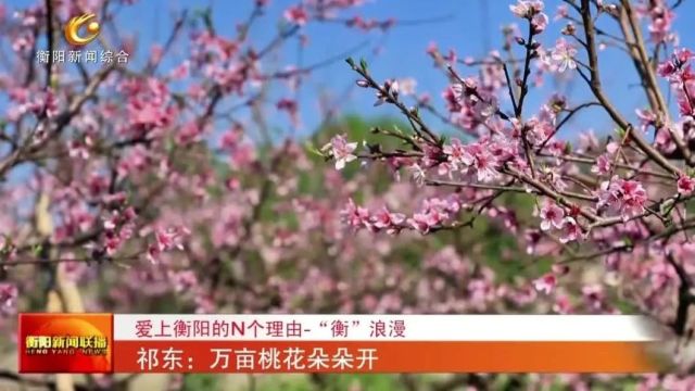 爱上衡阳的N个理由 “衡”浪漫 祁东:万亩桃花朵朵开