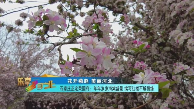 花开燕赵 美丽河北|石家庄正定荣国府:年年岁岁海棠盛景 续写红楼不解情缘