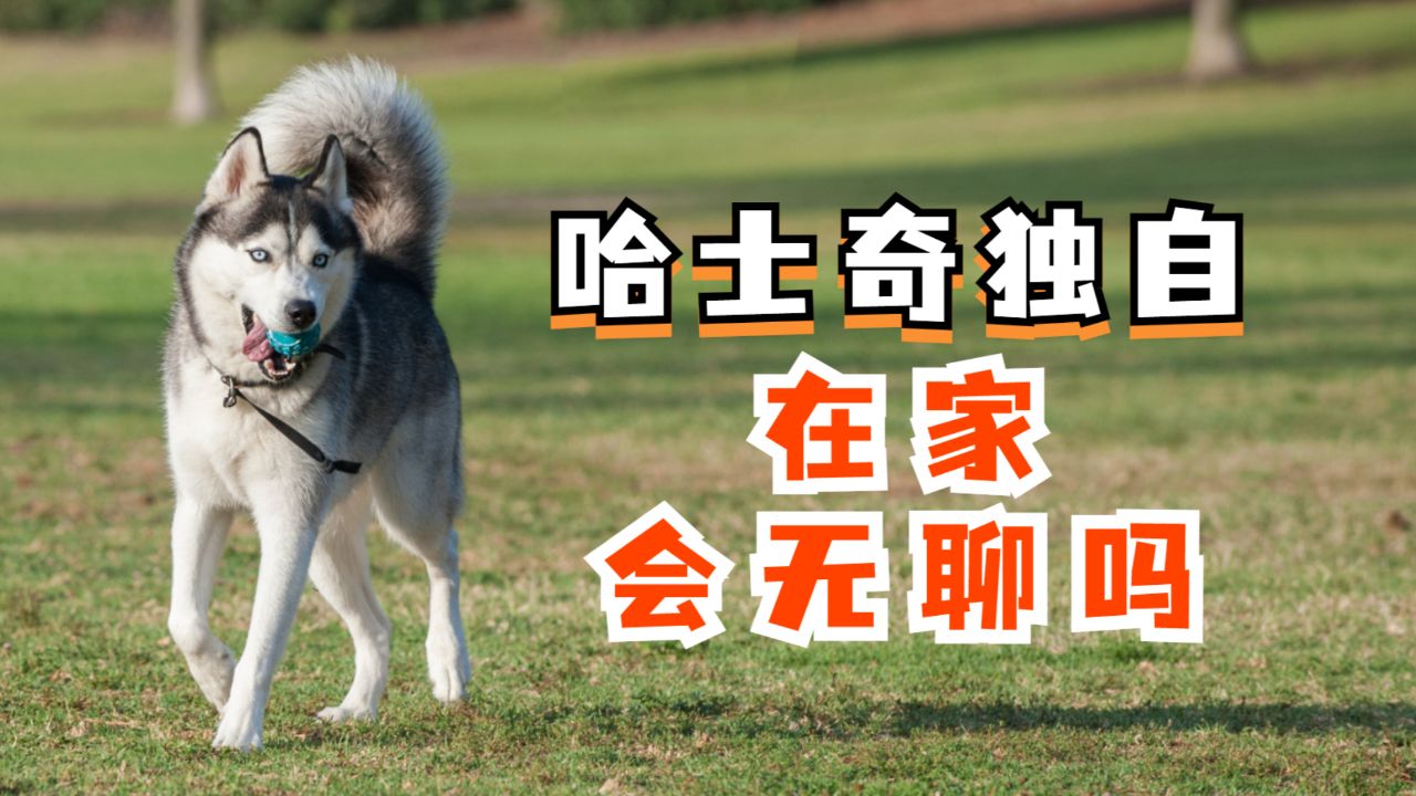 哈士奇独自在家,会无聊吗?
