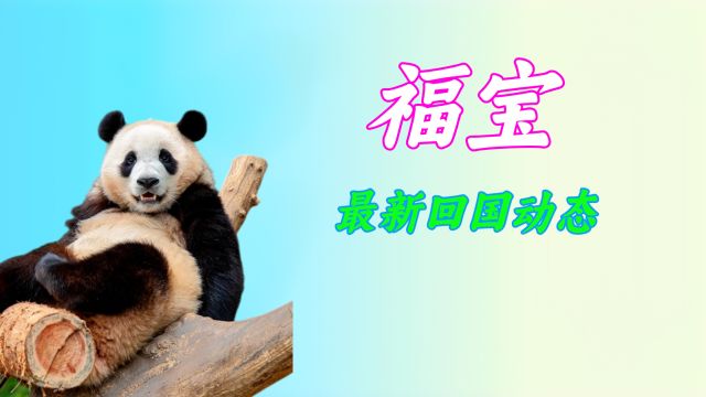 福宝回国最新细节来啦,福公主终于要回国了