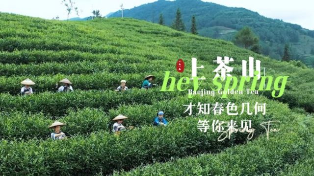 双语ⷤ𘀥Ž🤸€品丨保靖黄金茶:上茶山,才知春色几何,等你来见