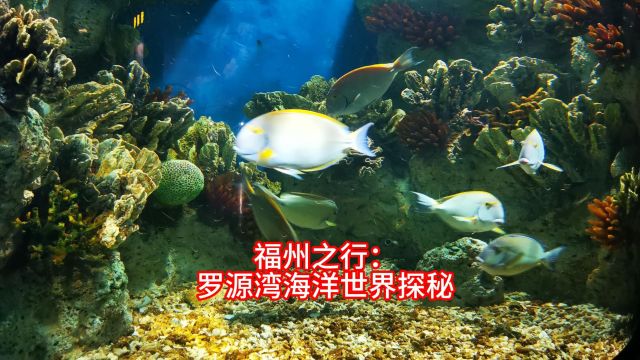 8福州之行:罗源湾海洋世界探秘