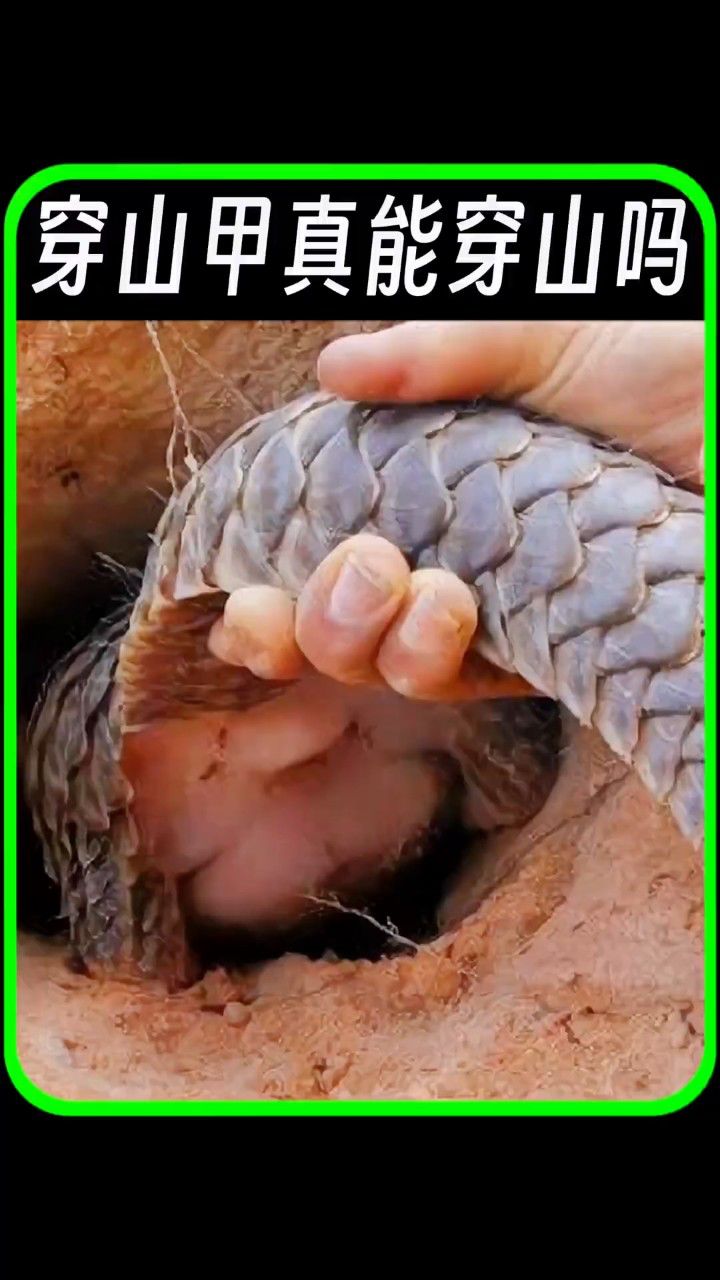 穿山甲真的能穿山吗?