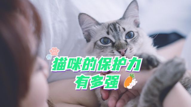 猫咪也会护主,用自己生命保护主人