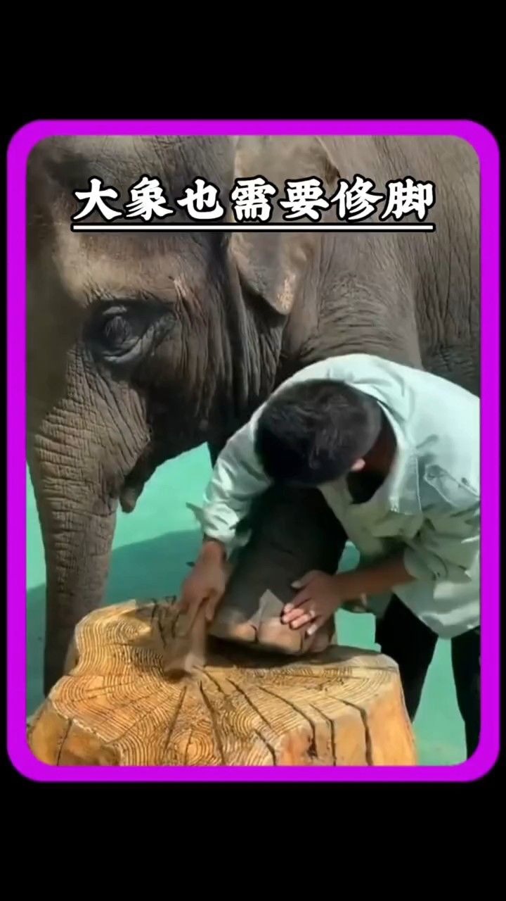 大象也需要修脚