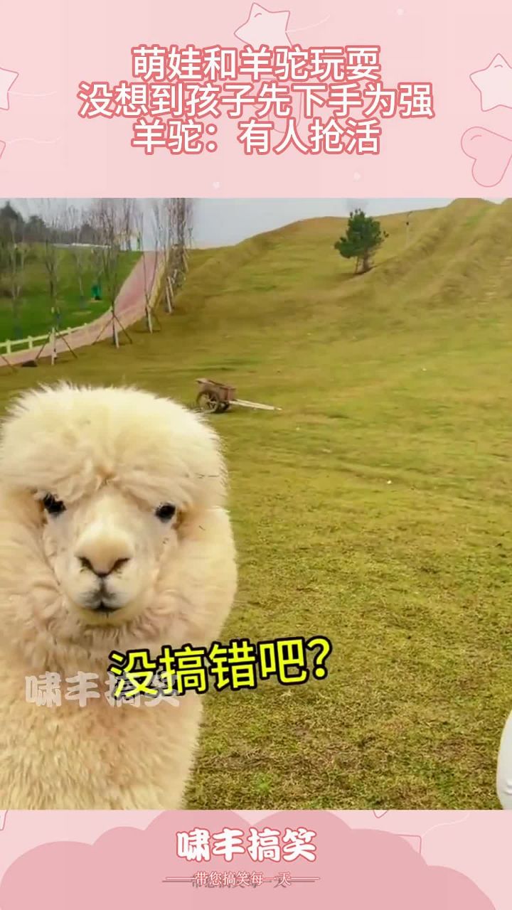 萌娃和羊驼玩耍,没想到孩子先下手为强,羊驼:有人抢活