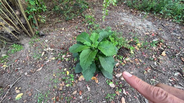 无人敢种植的“致癌草”,女人看到很讨厌,却解决了男人的烦恼