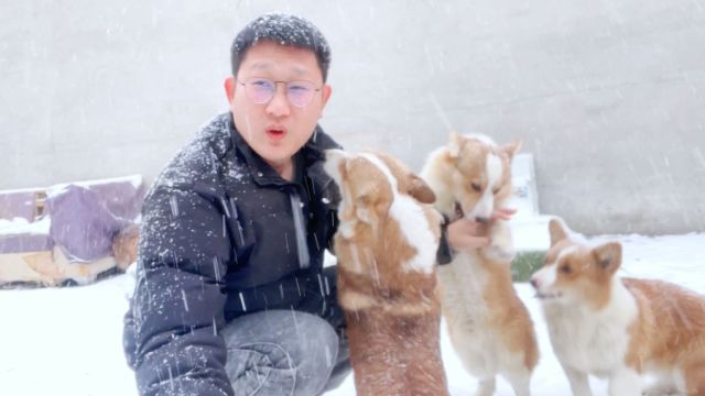 雪地里玩耍的小柯基都想扑向我亲亲我呀