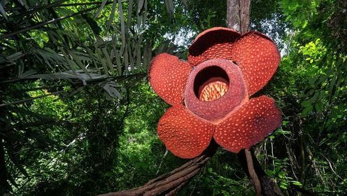 大王花：世界上最大的花
