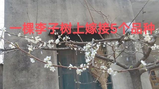 一棵李子树上嫁接五个品种四个开花了,大红袍,黄金奈,槜李,桃形李