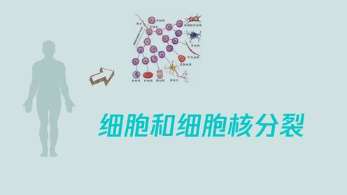 高中生物动画知识点：细胞和细胞核分裂，一个细胞到底能分成多少个，高一至高三通用