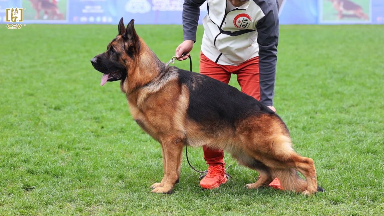 2023年秋季·csv德国牧羊犬中国优胜繁殖展青年公犬组sg1犬只讲评