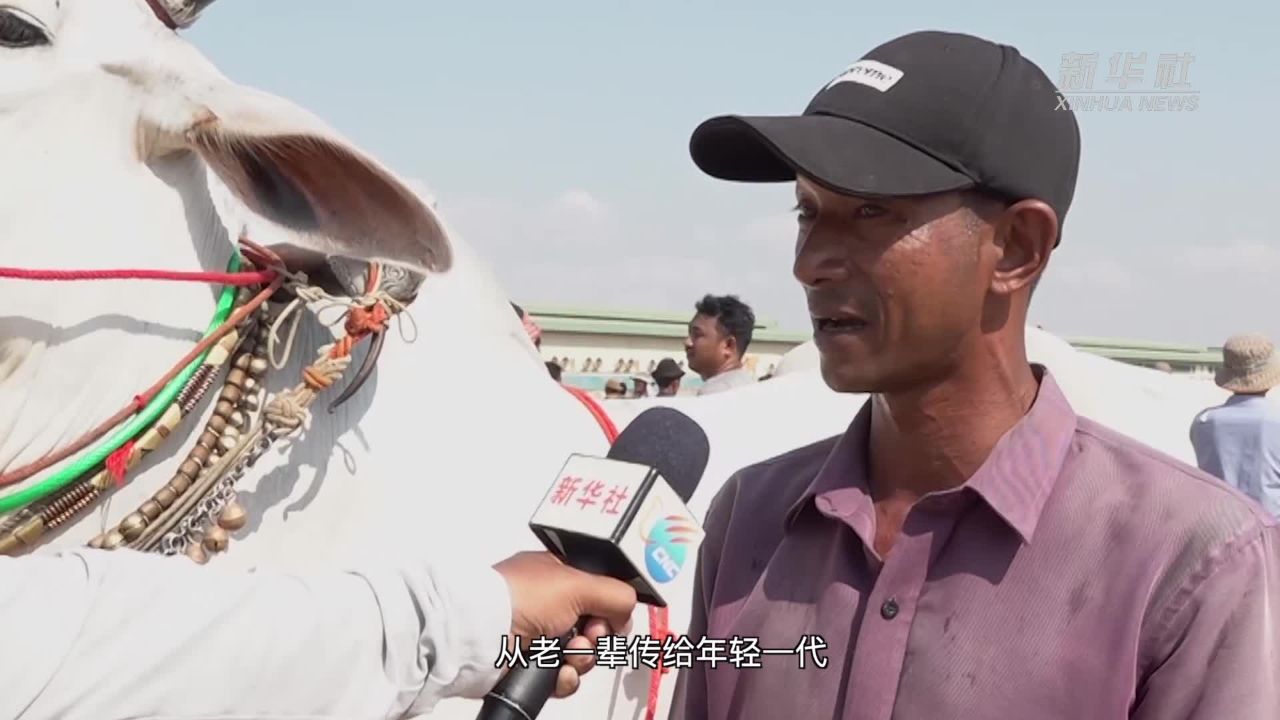 柬埔寨举办牛车赛迎新年